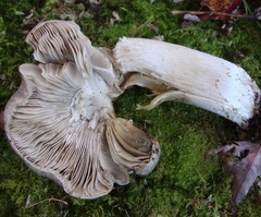 Tricholoma pullum