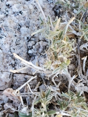 Ditaxis serrata