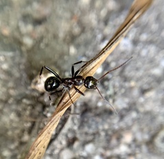 Formica pallidefulva