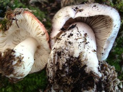 Tricholoma pullum