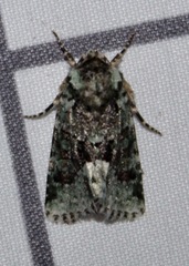 Lacinipolia explicata