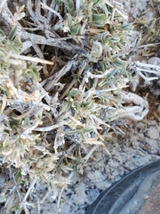 Ditaxis serrata