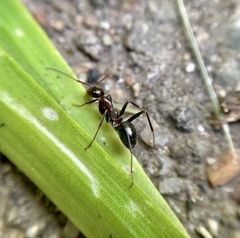 Formica pallidefulva