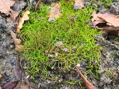 Pilularia globulifera