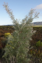 Hakea gibbosa