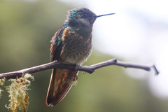 Boissonneaua flavescens