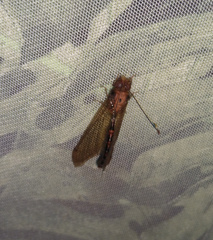 Cordulecerus alopecinus