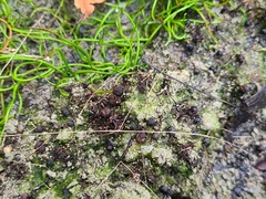 Pilularia globulifera