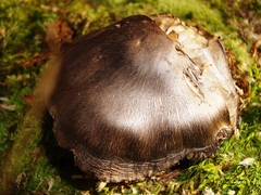 Tricholoma pullum