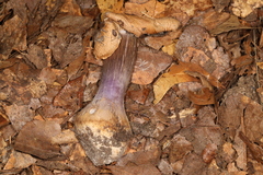 Cortinarius violaceoflavescens