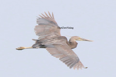 Ardea sumatrana