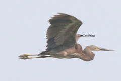 Ardea sumatrana