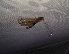 Cordulecerus alopecinus