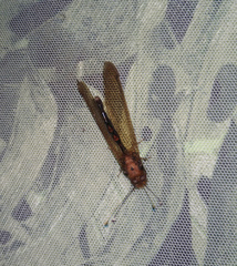 Cordulecerus alopecinus