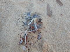 Neurada procumbens