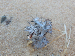 Neurada procumbens