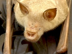 Macronycteris vittatus