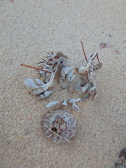 Neurada procumbens