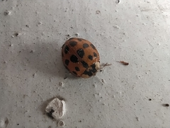 Harmonia axyridis