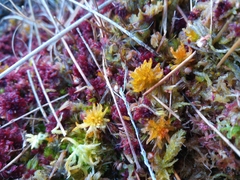 Sphagnum tenellum