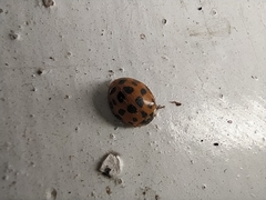 Harmonia axyridis