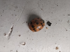 Harmonia axyridis