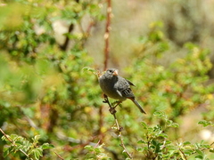 Catamenia analis