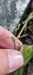 Poa annua