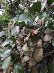 Euonymus pallidifolia