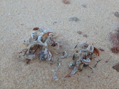 Neurada procumbens