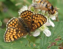 Melitaea athalia