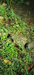 Bufotes viridis sitibundus