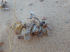 Neurada procumbens