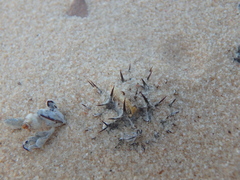 Neurada procumbens