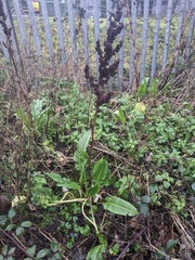 Rumex cristatus