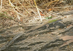 Podarcis siculus