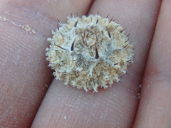 Neurada procumbens