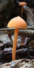 Entoloma salmoneum