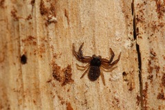 Coriarachne depressa