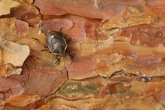 Chlorochroa pinicola