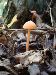 Entoloma salmoneum