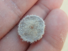 Neurada procumbens