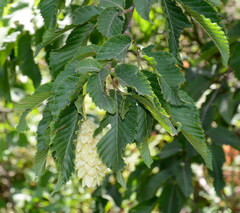 Ostrya carpinifolia