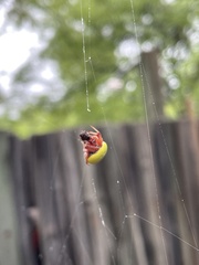 Araneus apricus