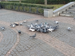 Columba livia domestica