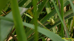 Hyla flaviventris