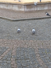 Columba livia domestica