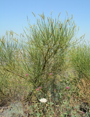 Spartium junceum
