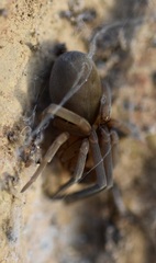 Filistata insidiatrix