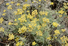Helichrysum